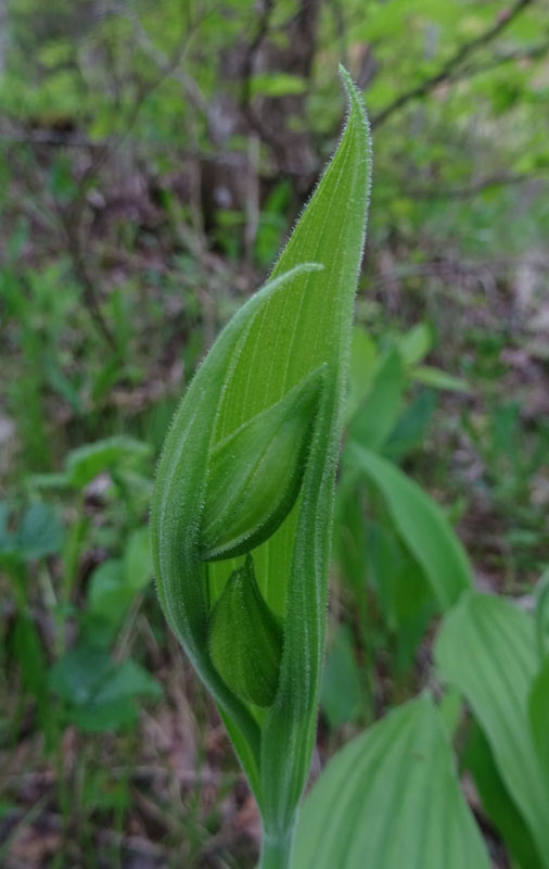 Cypripedium calceolus